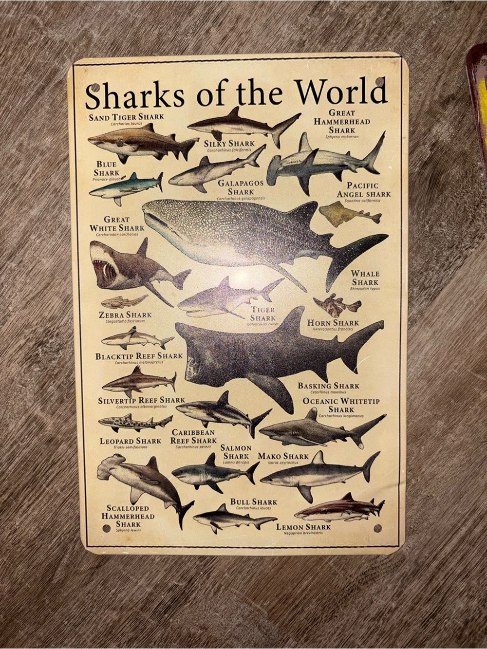 Sharks Wall Art Metal Signs